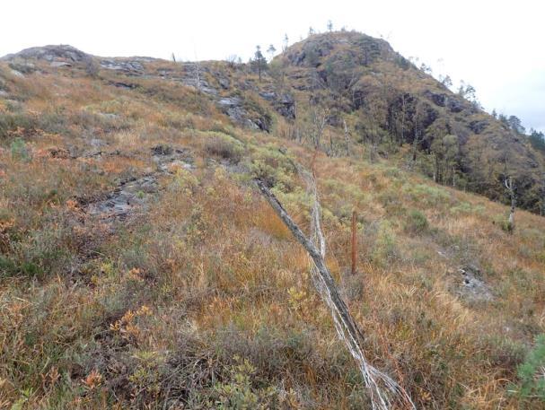 Sør for anlegget er det et lite myrtjern (figur 11) som drenerer sørover mot Krokavatnet (114 moh.). Også her er det gjengroende beitemark og lynghei, plantefelter av gran og fattigmyr som dominerer vegetasjonen.