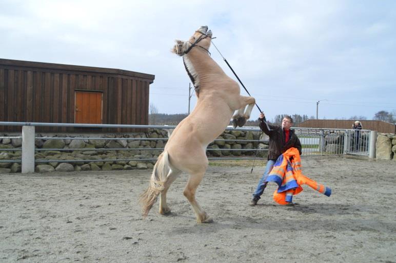 endte jeg «plutselig» opp med å stå og fore, skifte dekken og slippe ut hester i tillegg.