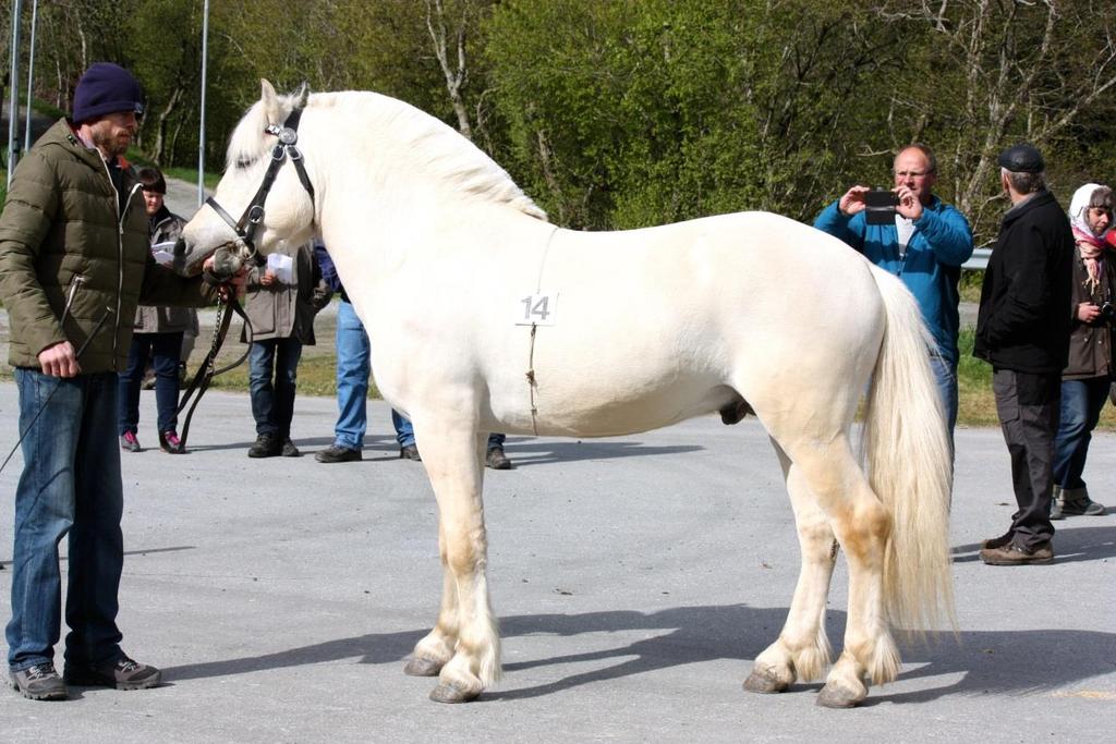 Hestens navn: Lille Ulrik Kat.nr.: 14 Rase: Fjordhest LYNNE: Bruksprøve: 9 Eksteriør: 9 Veterinær: 7.5 Lynne total: 8 BRUKSEGENSKAPER: Bruksprøver: Kjøreprøve I sum: 38 Kjøreprøve I snitt: 7.