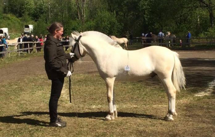 TIL SALGS Navn: Salina Født: 31/5-2013 Far: Eikåsen Gullfaks Mor: Safira Farge: Lys Brunblakk Resultater fra