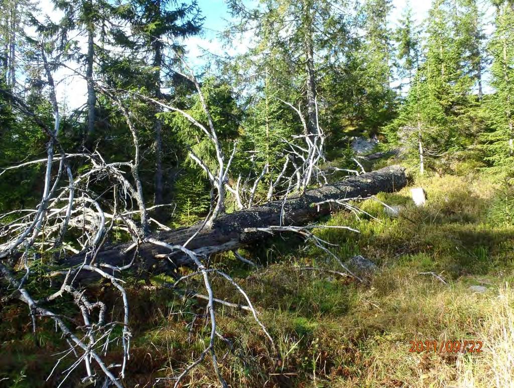 Foto: Frode Løset, Sweco Norge AS Rotvelte med