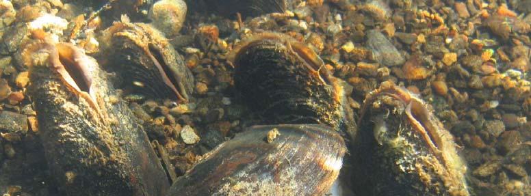 I årene 1996-1999 ble det gjennomført undersøkelser av musling og fisk i Simoa for å beskrive elvemuslingens biologi og livssyklus (B.M. Larsen og M. Eken upublisert materiale).