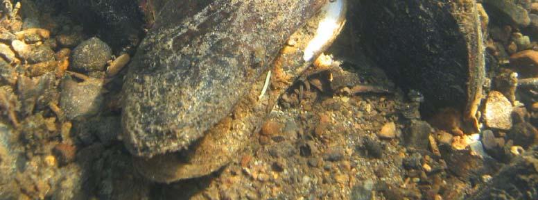 Det parasittiske stadiet som muslinglarvene har på fiskeungenes gjeller strekker seg normalt fra august/september til påfølgende vår eller forsommer.