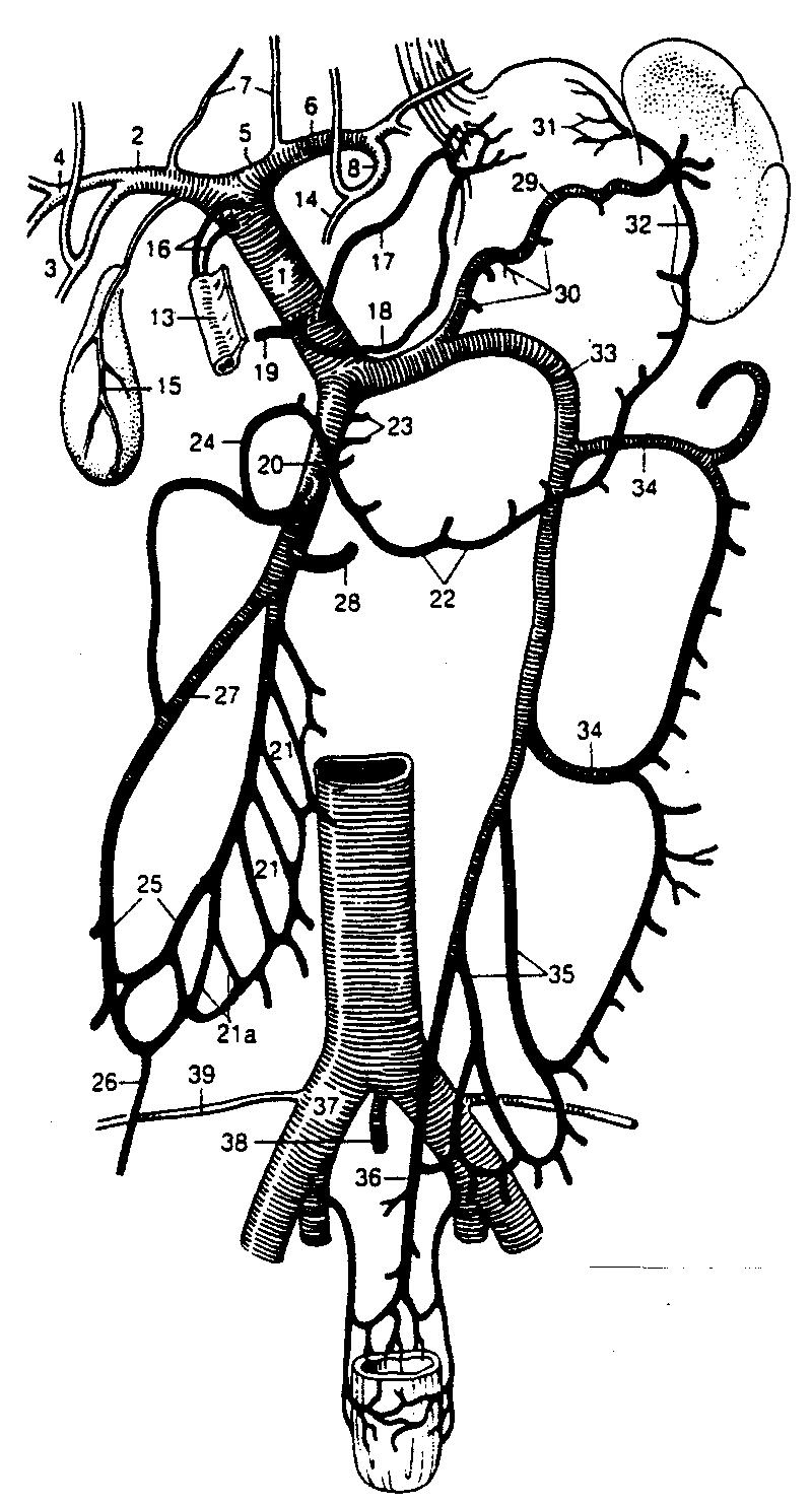 (ţily z pravého laloka pečene); 26 vv. hepaticae intermediae (ţily z lobus caudatus); 27 vv. hepaticae sinistrae (ţily za ľavého laloka pečene); 28 vv. renales (obličkové ţily, pravá a ľavá); 28a vv.