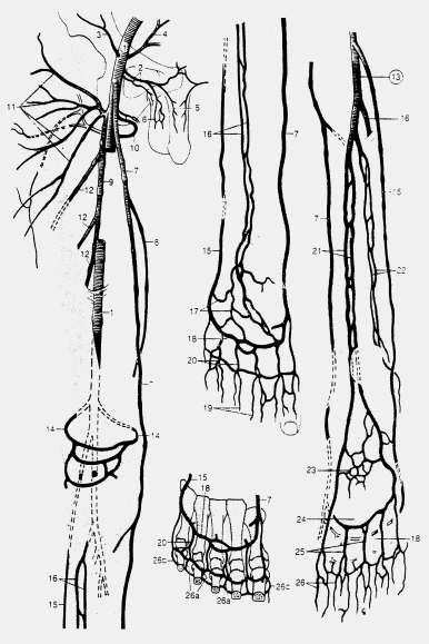 [foramen infrapiriforme]); 17 vv. profundae penis (ţily, kt. vystupujú z ramien corpora cavernosa a corpus spongiosum; ústia do plexus venosus prostaticus, tieţ cez v. dorsalis profunda penis); 18 vv.