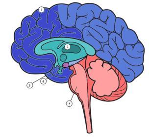 Aktivering Hjernen og traumer Frontallappene Tenkehjernen Alarm-modus Thalamus Det limbiske system Amygdala Hippocampus