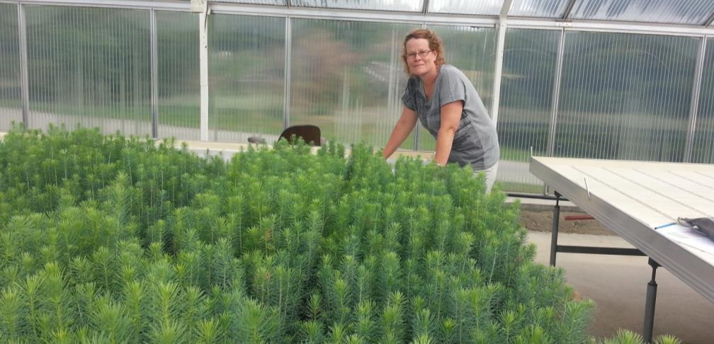 Genetisk variasjon i frøplantasjer sammenlignet med bestandsfrø og