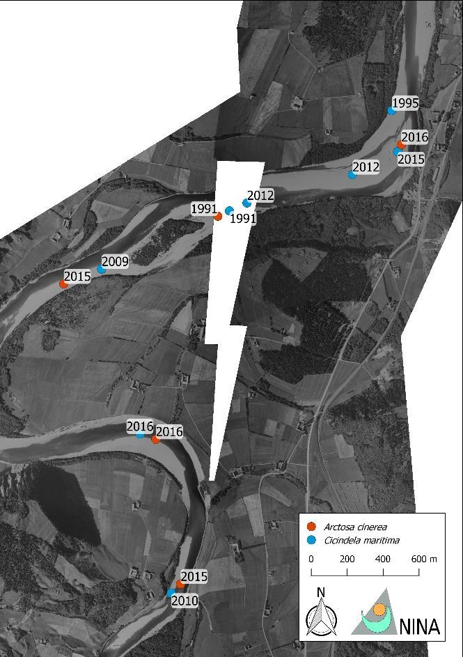 1947 2014 Figur 12. Forandring i habitat på strekningen Tranmelsøya Kregnes, der elvesandjeger og stor elvebreddedderkopp i løpet av de siste 27 år er registret på hhv. åtte og tre lokaliteter.