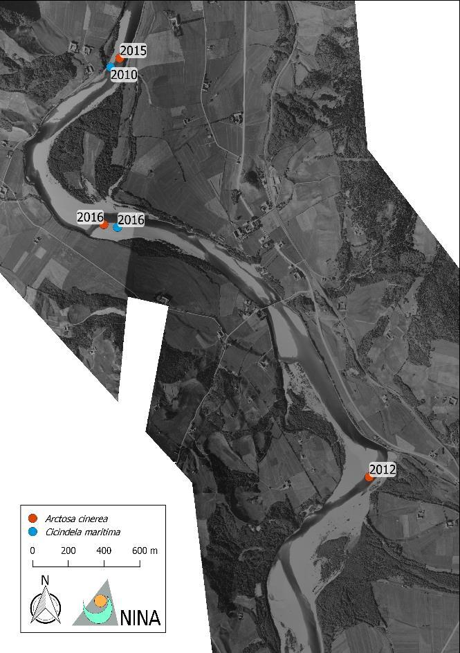 1947 2014 Figur 13. Forandring i habitatet ved Kregnesøya og Fornes, hvor elvesandjeger og stor elvebreddedderkopp har hatt gode bestander det siste tiåret.