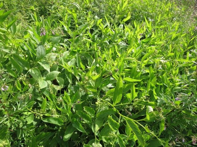 Figur 9: Svartelisteartene valurt og høstberberis. Foto: Stefan Olberg.