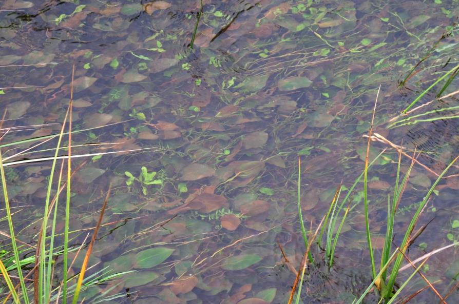 skudd-vegetasjon i tusenblad-tjønnaks-utforming.