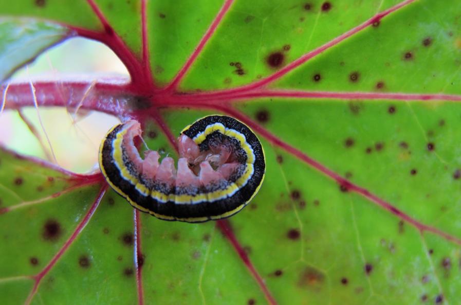 Av øyenstikkerarter er det registrert: Aeshna juncea, Lestes sponsa, Pyrrhosoma nymphula, Enallagma cyathigerum, Coenagrion hastulatum, Sympetrum danae (kilde: KJG 1996).