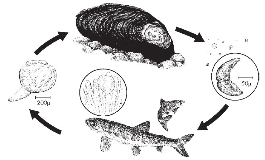 Infoboks 1: Oppsummering av elvemuslingens livssyklus Formeringen hos elvemusling skjer i løpet av sommeren (tabell 1.1).