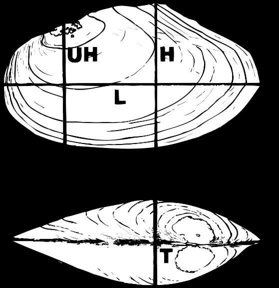 Figur som viser måltaking av muslinger er hentet fra Larsen & Hartvigsen (1999). For å undersøke rekrutteringen må et tilfeldig utvalg av muslinger fra flere stasjoner i vassdraget lengdemåles.