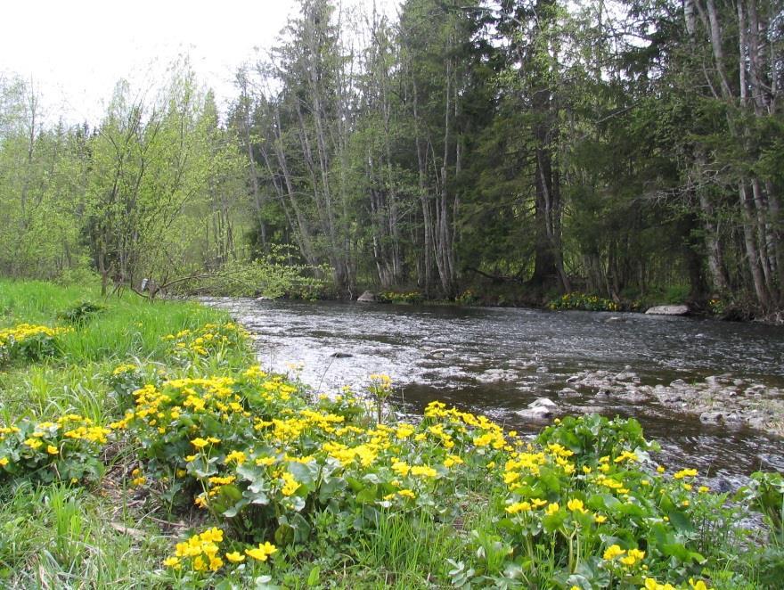 Naturmiljøet i Sørkedalen er under stadig press, og den bynære beliggenheten betyr en utfordring i arbeidet med å opprettholde gode leveforhold for elvemusling og fisk i vassdraget.