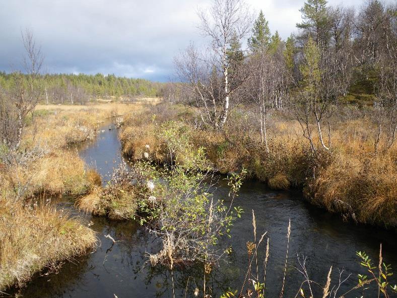 ble gjennomført undersøkelser av elvemuslingens biologi og livssyklus samt forekomst av muslinglarver på gjellene til ørret i vassdraget i 1997-1999 (Larsen & Aspholm 2005, Larsen 2012b).