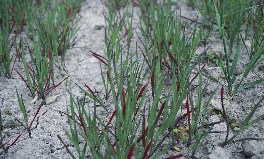 Næringsmangel og forgiftning Gjødsling ved ekstra behov: Kalksalpeter er lettløselig og rasktvirkende og anbefales ved behov for ekstra tilskudd av nitrogen i veksttida.