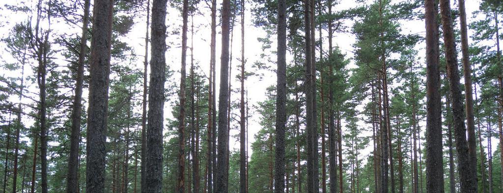 Skoggjødsling Skoggjødslingens formål er økt tilvekst og derigjennom økt lønnsomhet for skogbrukeren. Tilveksten i de fleste barskoger i Norge begrenses av tilgjengelig nitrogen i skogsjorda.