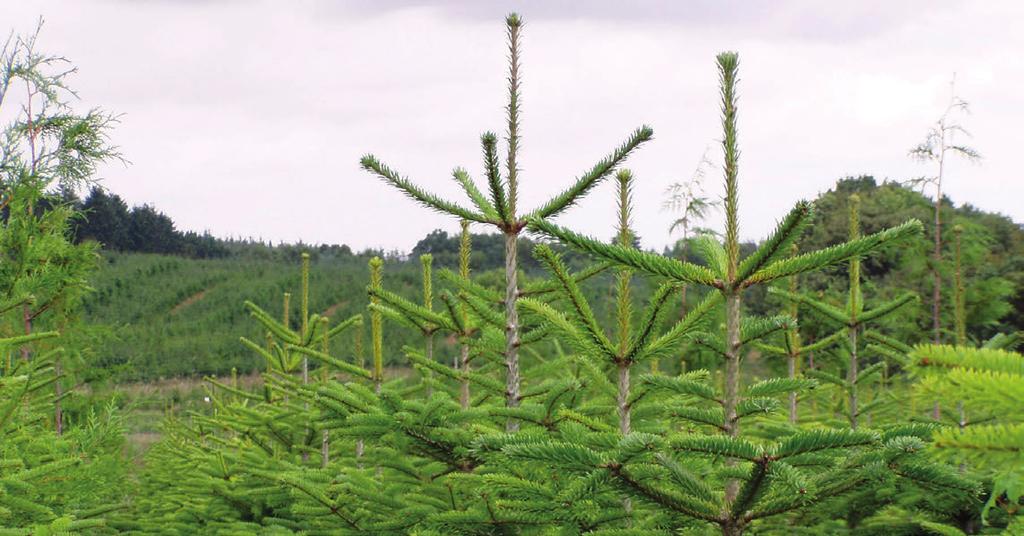 Skoggjødsling Utspredd gjødsel betyr ingen fare for dyr som beiter i gjødslingsfeltet, men dyra må ikke få adgang til gjødsellagre, halvtømte sekker eller spillhauger av gjødsel.