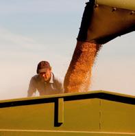 Knowledge grows Kunnskap gir vekst GOD AGRONOMI GIR RESULTATER I KORNPRODUKSJONEN For å øke