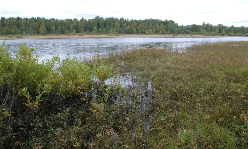 På høyere nivåer går starrbelter og fuktenger over i mindre arealer med ulike skogsamfunn. Viersump finnes som små partier eller mer eller mindre brede soner i størstedelen av reservatet.