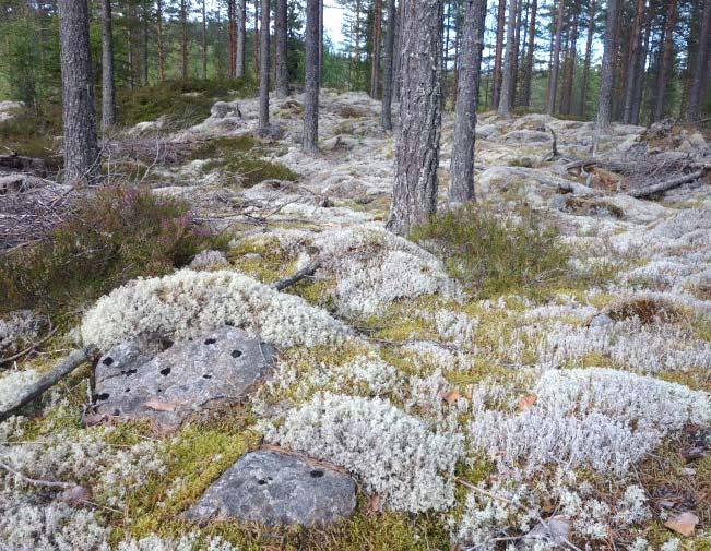 furuskogen inntar fattige høgdedrag. Typen er også vanlig på fastmarksparti i myrområder.