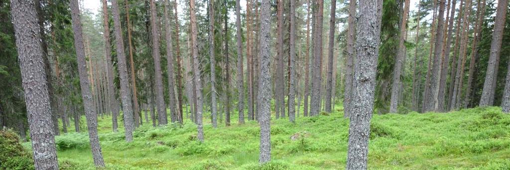 6b Blåbærfuruskog Økologi: Det meste av areal i barskogsregionen med moderat forsyning av næring og vann vil være dominert av gran, men i dette området er det også betydelig areal av blåbærmark som