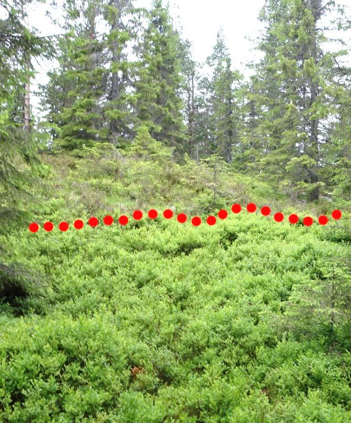 Lav og lyngrik granskog forekommer oftest øverst på høgder. Blåbærskogen kommer inn litt nedafor der vannforsyning og jorddekke blir bedre (YNR).