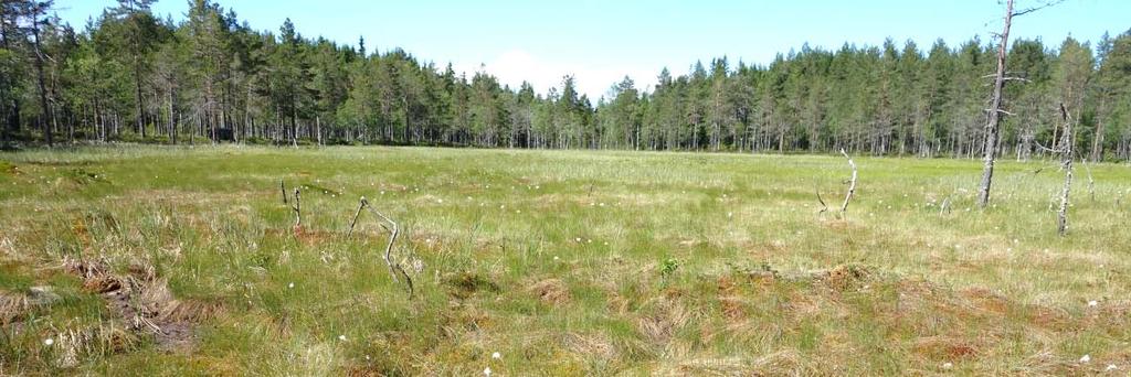 Bjønnskjeggmyr ved Knuksjøen (YNR). Beiteverdi: Typen har lite av beiteplanter og er mindre godt beite. 9c Grasmyr Økologi: Dette er jordvannsmyrer dominert av starr- og grasarter.