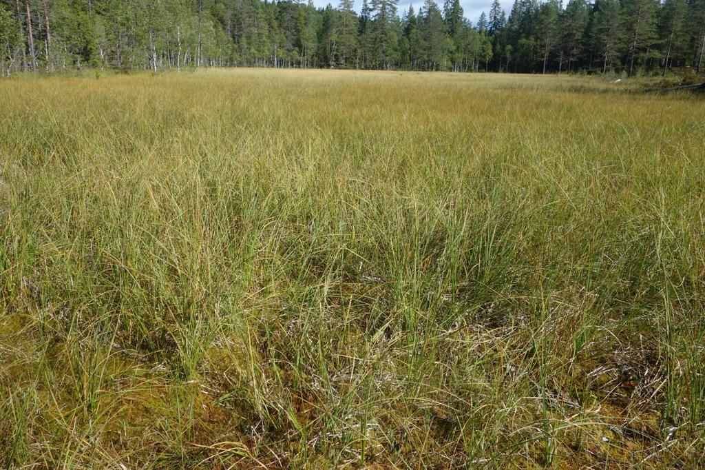 Grasmyr med flaskestarr (YNR). 9d Blautmyr Økologi: Samlebetegnelse for djup myr med dårlig bæreevne. Felles for alle utforminger er ei svært mjuk myrmatte, eller naken, gjørmeaktig torv.