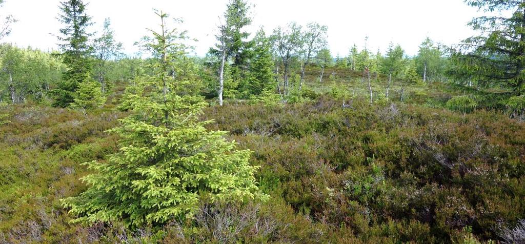 Løsmassedekket er grunt på høgdene, tjukkere i lisidene og med mye torvmark i senkningene. Dette gjør at vegetasjonsfordelinga også følger et mønster som gjentar seg nokså likt.