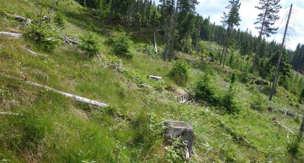 lysåpen skog med kraggete, småvokste trær. Undervegetasjonen vil være dominert av nøysomme lyngarter, mest røsslyng, men også tyttebær, krekling, blokkebær og blåbær.