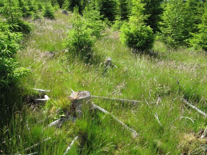 Det er stor forskjell på planteproduksjon og artssammensetting fra unge plantefelt til gammel skog i blåbærgranskogen. De første 3 4 åra etter hogst kan tilgangen til beite være hindra av hogstavfall.