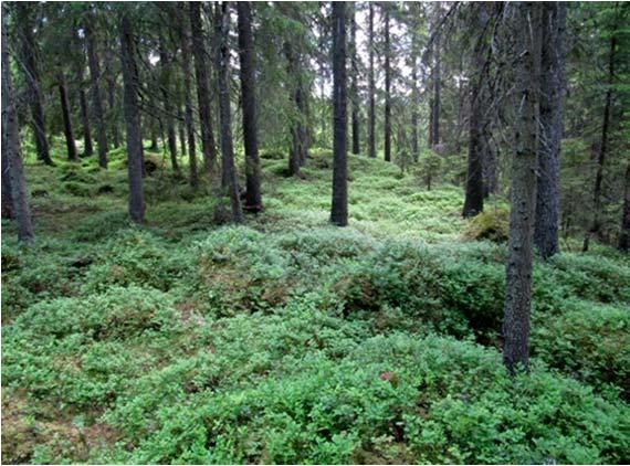 Hogstklasser og beiteverdi For å beskrive utviklingstrinn i skogen bruker en i skogbruket begrepet hogstklasser. Hogstklassen beskriver bestandets utviklingstrinn ut frå alder og bonitet.