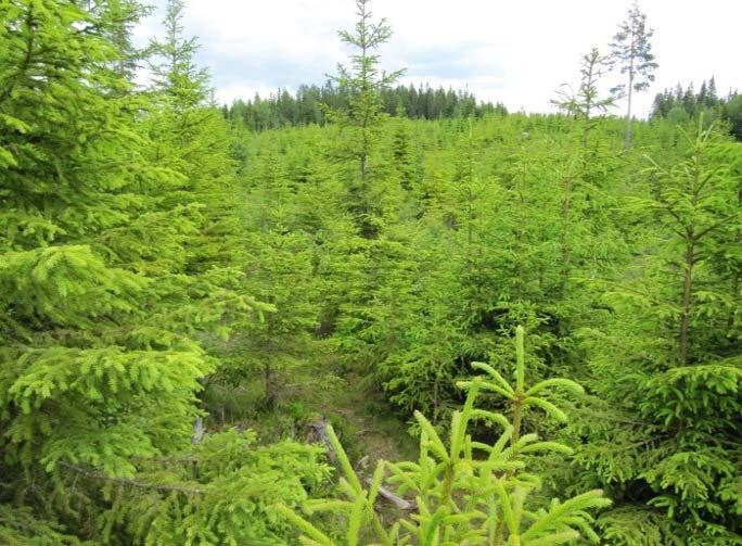 Det tar også tid før beiteplantene vokser til viss skogen har vært tett. Etter 3 4 år er oftest grasveksten god, og det vil være relativt godt beite noen år.