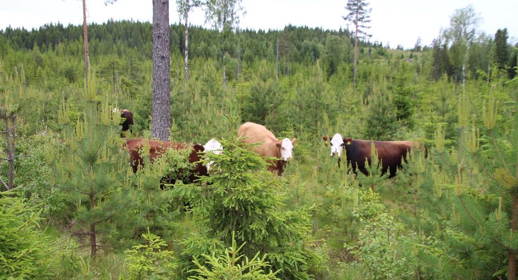 beitet som kan holde proteinverdien bedre oppe utover i sesongen. Tidlig sanking kan være lønnsomt dersom en har gode heimebeite.