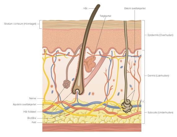 17 Figur 1: Hudens oppbygging Epidermis (0.3 1.5 mm) består av et flerlaget plateepitel hvor det foregår en kontinuerlig nydannelse av cellene.