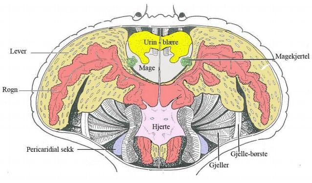 Figur 2-5: Skjematisk skisse over indre organer hos taskekrabben (van der Meeren m.fl.