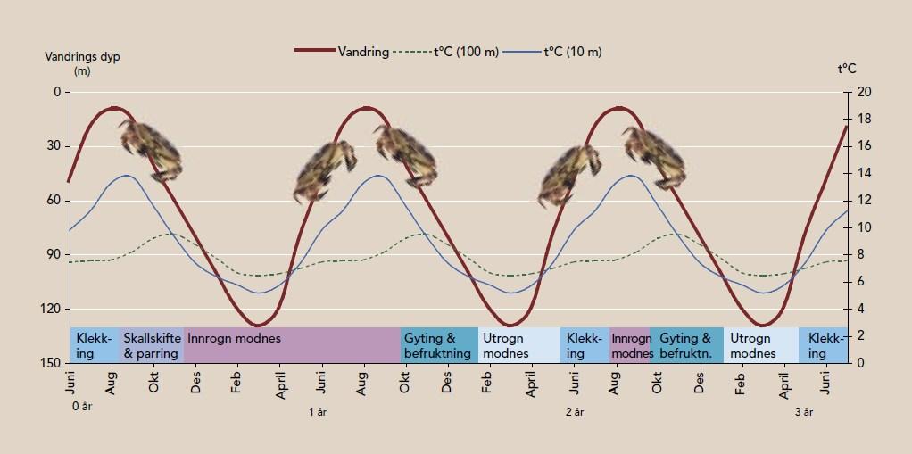 Figur 2-7: Hunnkrabbens 3-årige gytesyklus og vandringsmønster (Woll 2005).