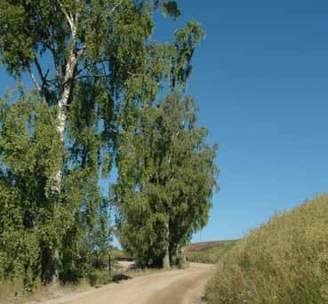 2 Fv. 527 Austaddalsvegen, del 2 Veginfo: Grusdekke. ÅDT 130. Vegbredde: 5,8 m. Allélengde: 78 m. Ensidig rekke, plantet. Treslag/antall: Bjørk Betula sp.: 6 Trehøyde: Jevn høyde 15-20 m.