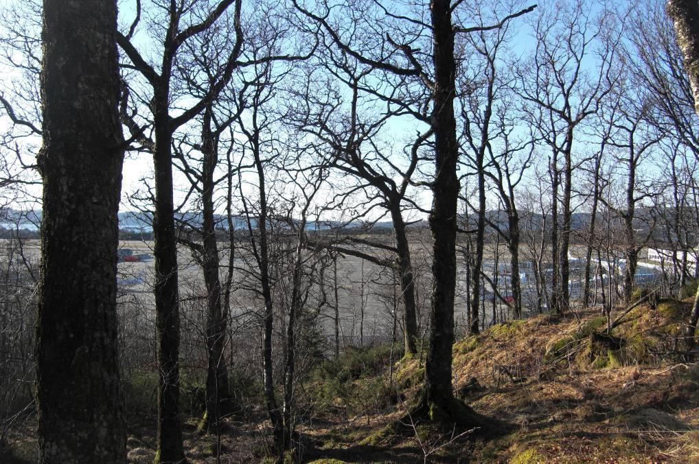 lokalitet i så måte i et område der skogene ellers domineres av furu og granplanting. Det er ikke registrert noen rødlistearter i området.