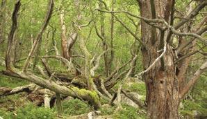 trering i Skog (MiS) eller Siste Sjanse-metoden (SiS) skal brukes. Ved registrering og utvelgelse av nøkkelbiotoper skal det benyttes skogbiologisk kompetanse godkjent av sertifikatholder.