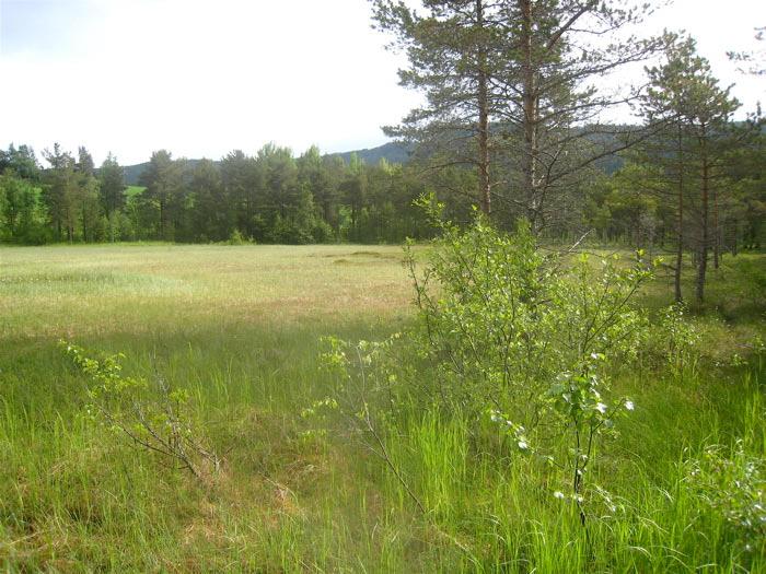 06.2009 (siste) Beskrivelse Innledning: Beskrivelsen er basert på eget (Geir Gaarder) feltarbeid 15.06.2009. Beliggenhet/avgrensing/naturgrunnlag: Lokaliteten ligger nær Ås, på sørsiden av Orkla mellom Rennebu og Grindal.