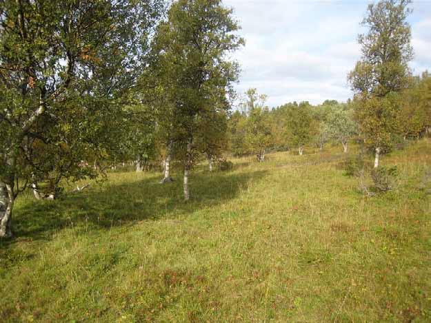 Beliggenhet/avgrensing/naturgrunnlag: Lokaliteten ligger på Refhussætra/Kulisætra på sørsiden av Granasjøen, langs den lokale setervegen.