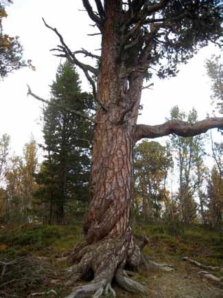 furuskog F0802 (40%), Gammel lauvskog F07 - Gammelt ospeholt F0701 (20%), Beiteskog D06 - Beiteskog D0601 (80%). Feltsjekk: 18.09.