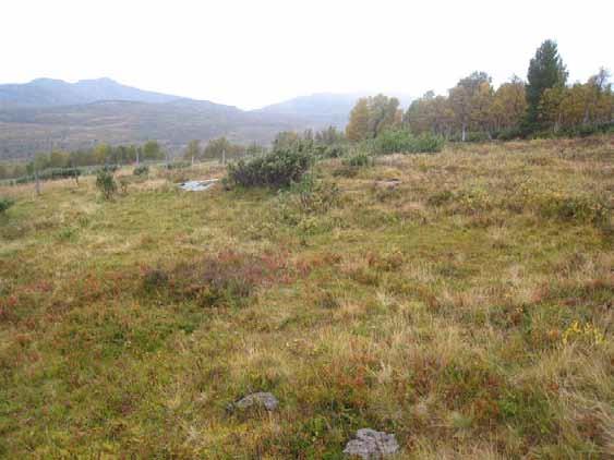 Beliggenhet/avgrensing/naturgrunnlag: Lokaliteten ligger på nordsiden av Gisna, på den øverste sætra inn mot Svartbekkdalen.