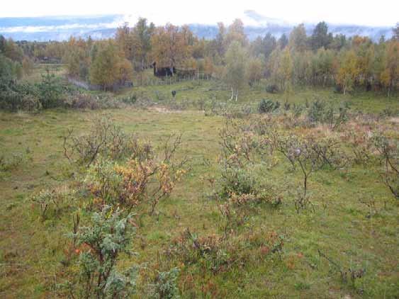 Beliggenhet/avgrensing/naturgrunnlag: Lokaliteten ligger på nordsiden av Gisna, på stølen Klopplykkja opp mot Falkhøa. Berggrunnen virker ganske kalkfattig.