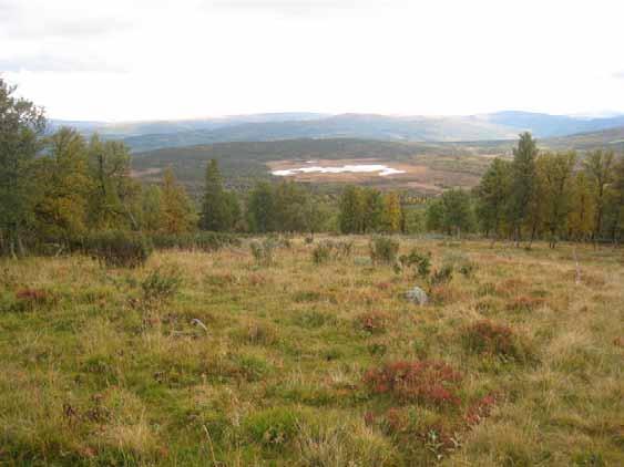 Beliggenhet/avgrensing/naturgrunnlag: Lokaliteten ligger på nordsiden av Gisna, på øvre del av den nordøstre av Brattsetsætrene.