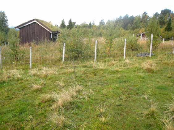 Beliggenhet/avgrensing/naturgrunnlag: Lokaliteten ligger på Nyhussætra, i en seterdal i Ilbogen langs Ila lengst øst i Rennebu.