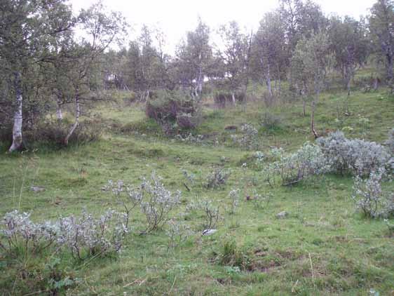 Lokaliteten omfatter et lite parti med naturbeitemark som begynner ved veien og strekker seg sørøstover. Avgrenses i skog og lyngvegetasjon på resterende kanter.